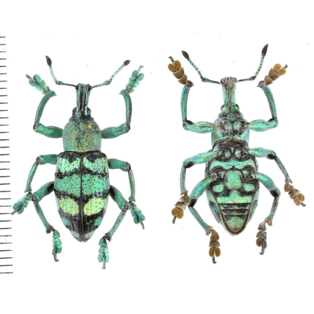 Eupholus porioni male from Muting, Merauke province, West Papua, Indonesia