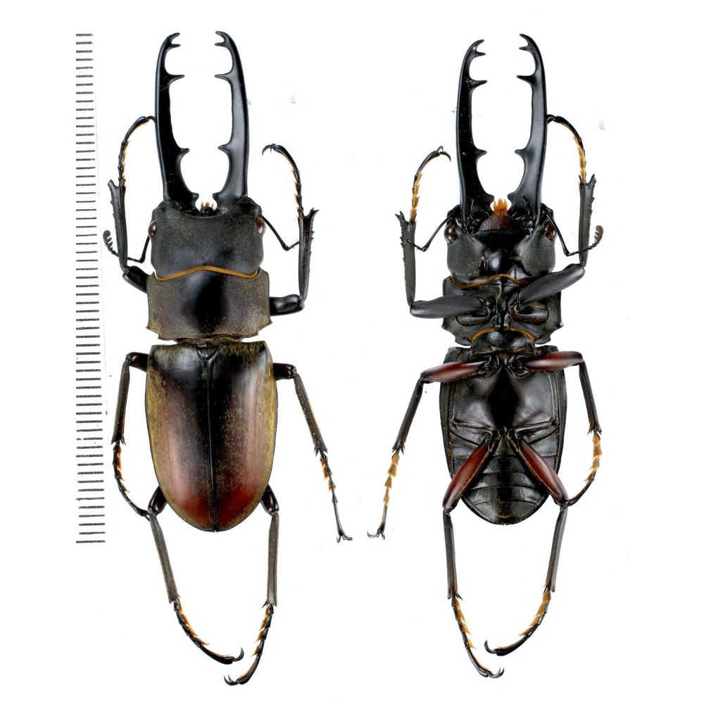 Prosopocoilus doesburgi - Lucanidae 59mm from Central Sulawesi, Indonesia RARE