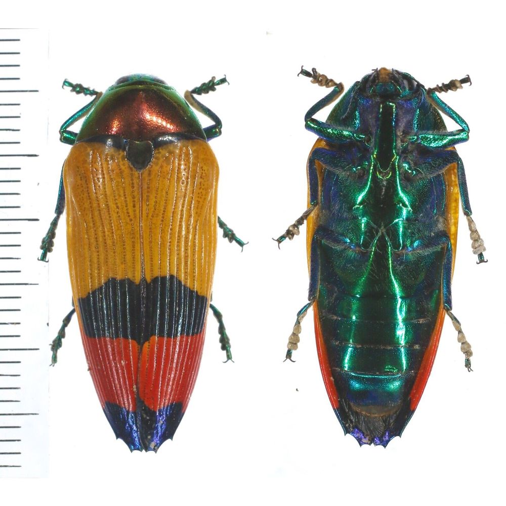 Metaxymorpha nigrofasciata - Buprestidae 29mm female from West Papua, Indonesia