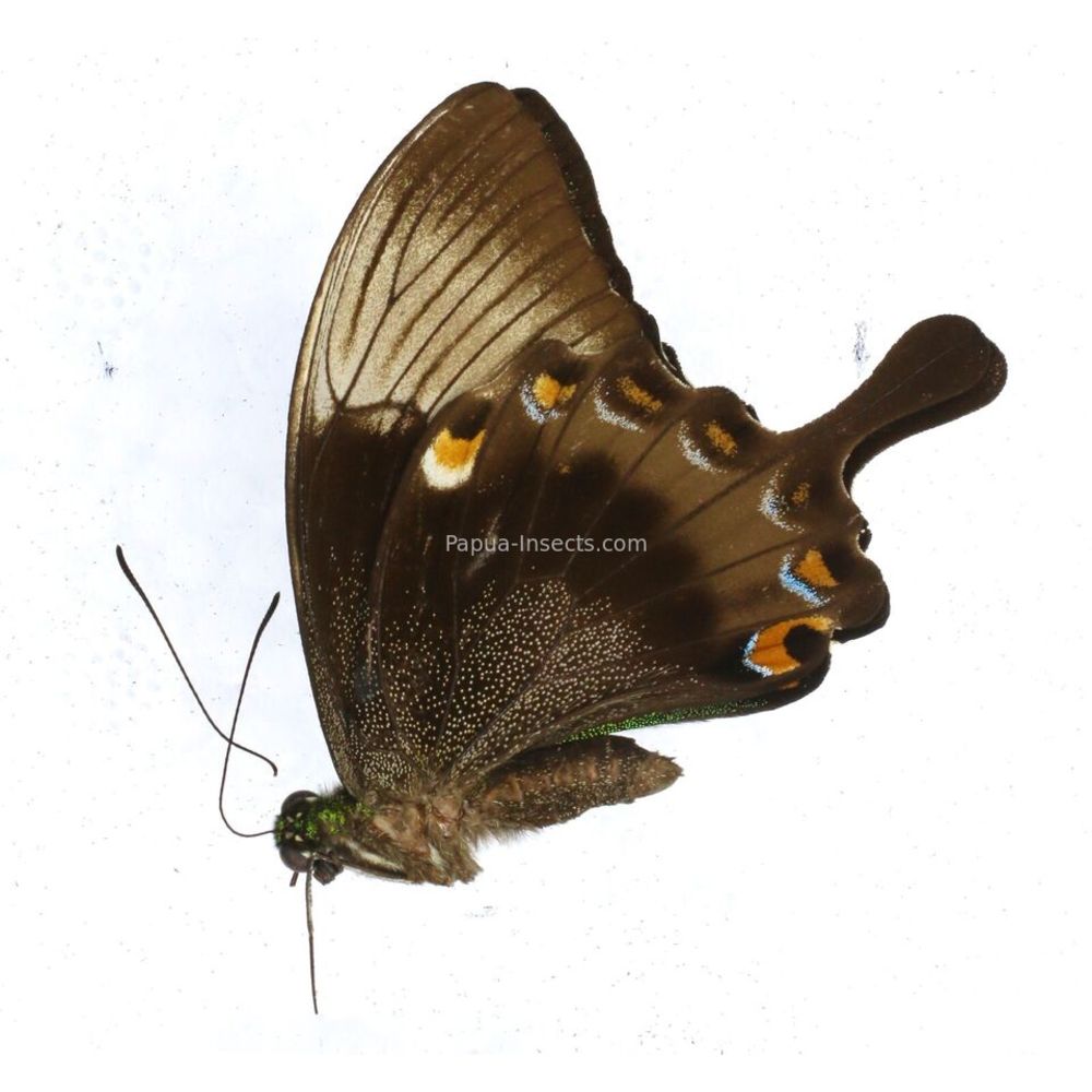 Papilio palinurus vega - Papilionidae male from Tanahmasa island, Indonesia