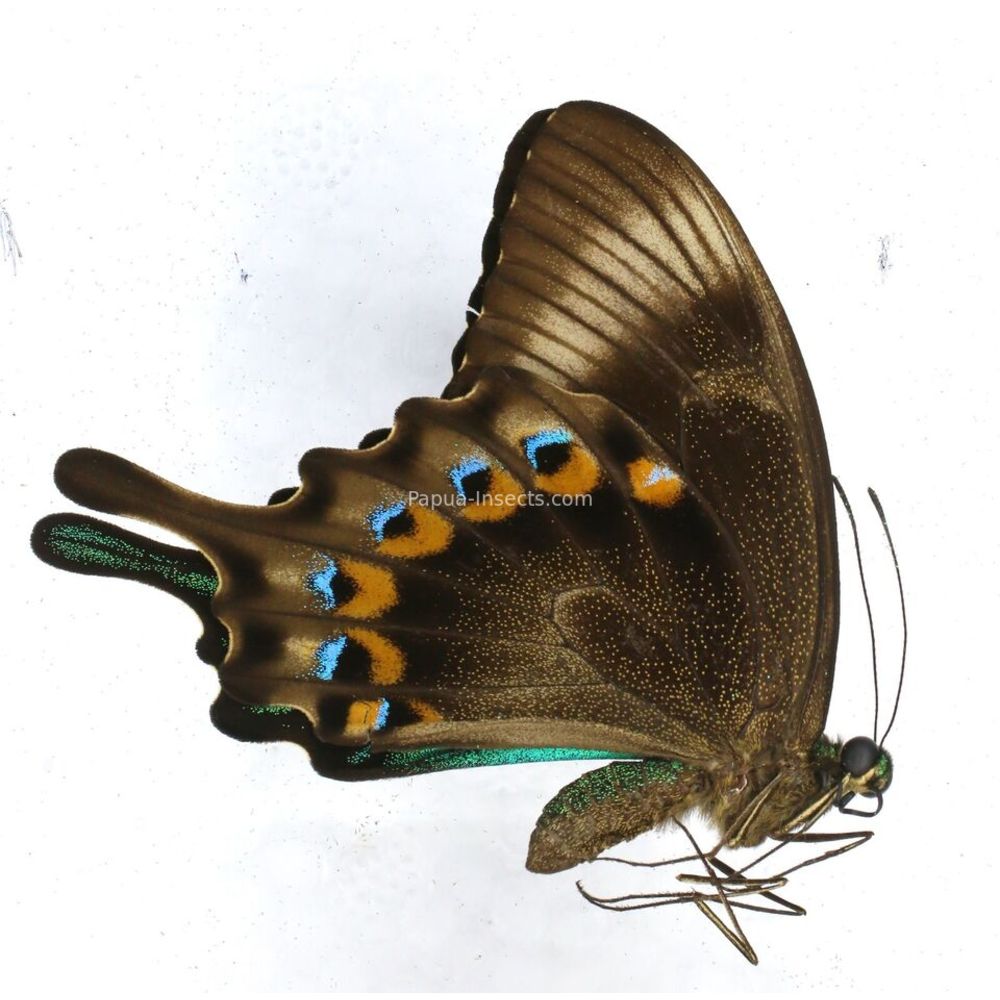 Papilio lorquinianus esmae - Papilionidae male from Morotai island, Indonesia