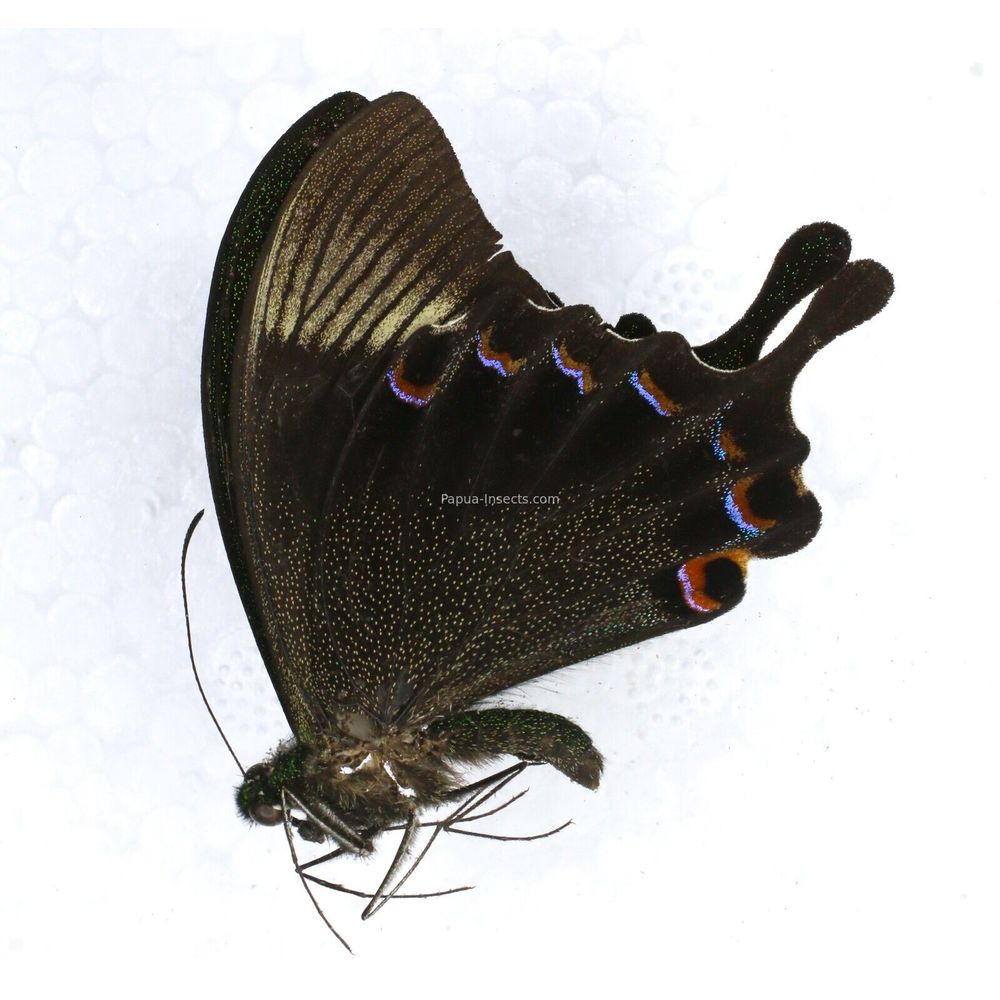 Papilio paris battacorum - Papilionidae male from Central Sulawesi, Indonesia