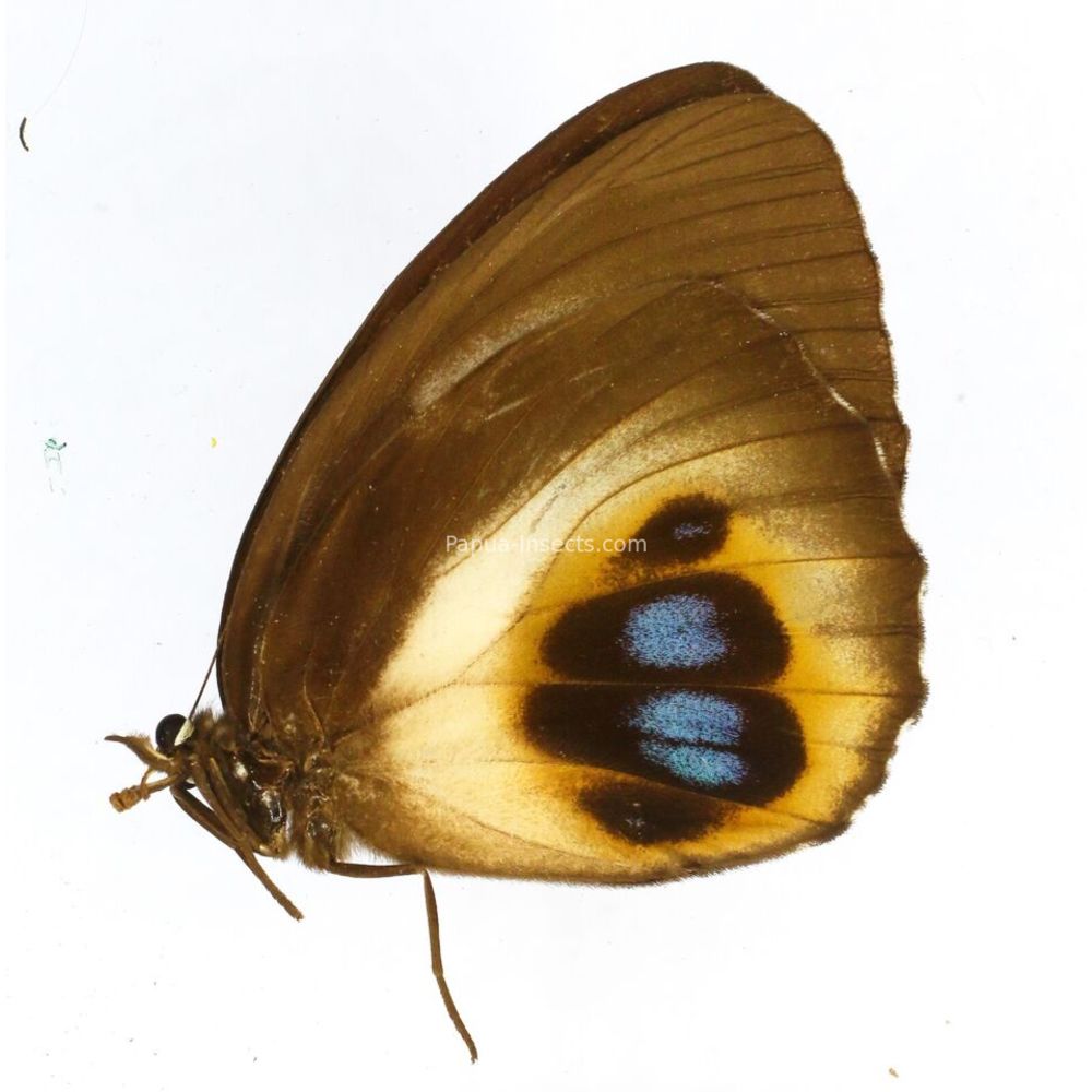 Elymnias agondas bioculatus - Nymphalidae female from West Papua, Indonesia