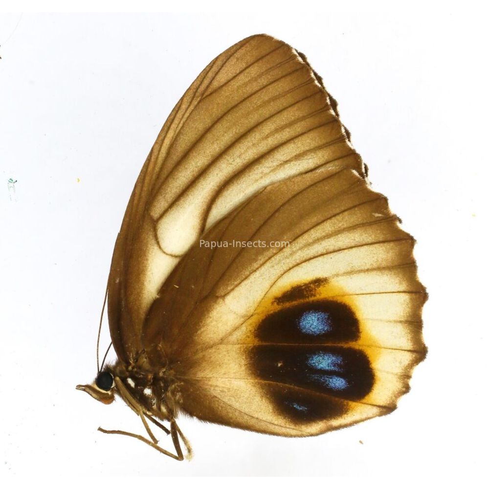 Elymnias agondas bioculatus - Nymphalidae female from West Papua, Indonesia