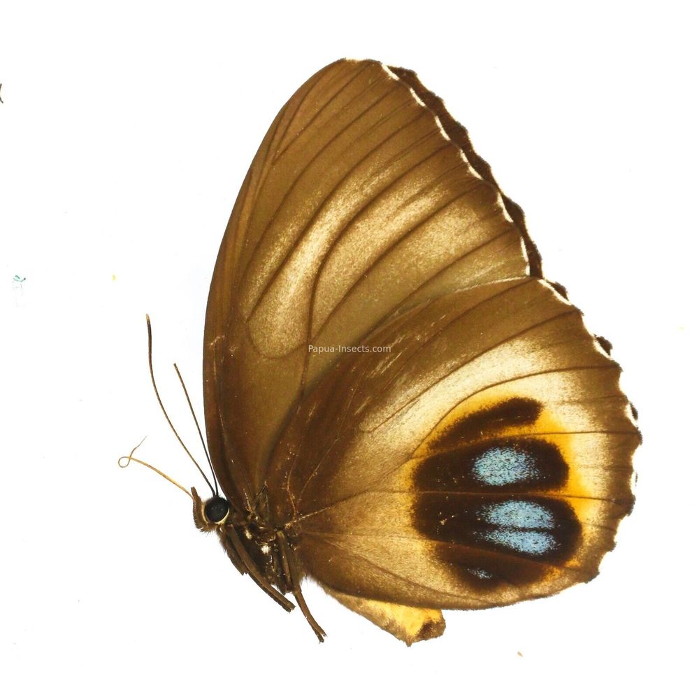 Elymnias agondas bioculatus - Nymphalidae female from West Papua, Indonesia