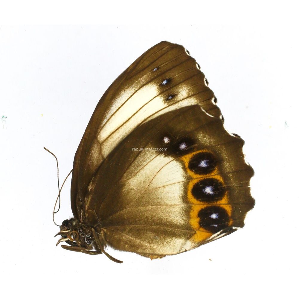 Elymnias agondas melane - Nymphalidae female from Kei island, Indonesia