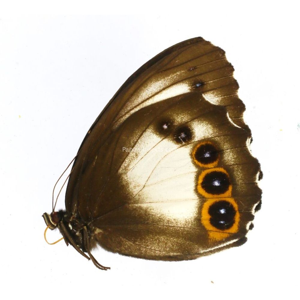 Elymnias agondas melane - Nymphalidae female from Kei island, Indonesia