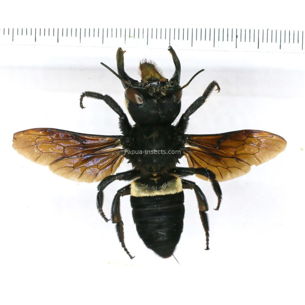 Megachile pluto female 62mm from Halmahera island, Indonesia RARE