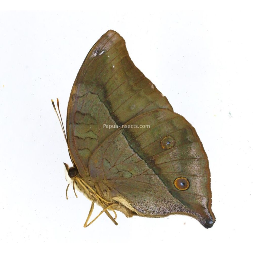 Doleschallia bisaltide tenimberensis Nymphalidae from Yamdena island, Indonesia