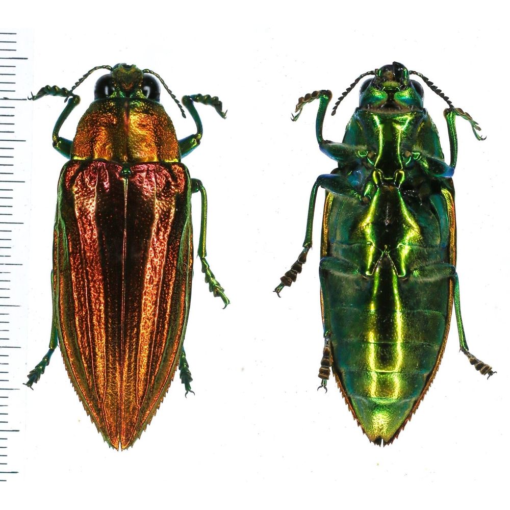 sp.? - Buprestidae 47mm from Yamdena island, Tanimbar, Indonesia RARY