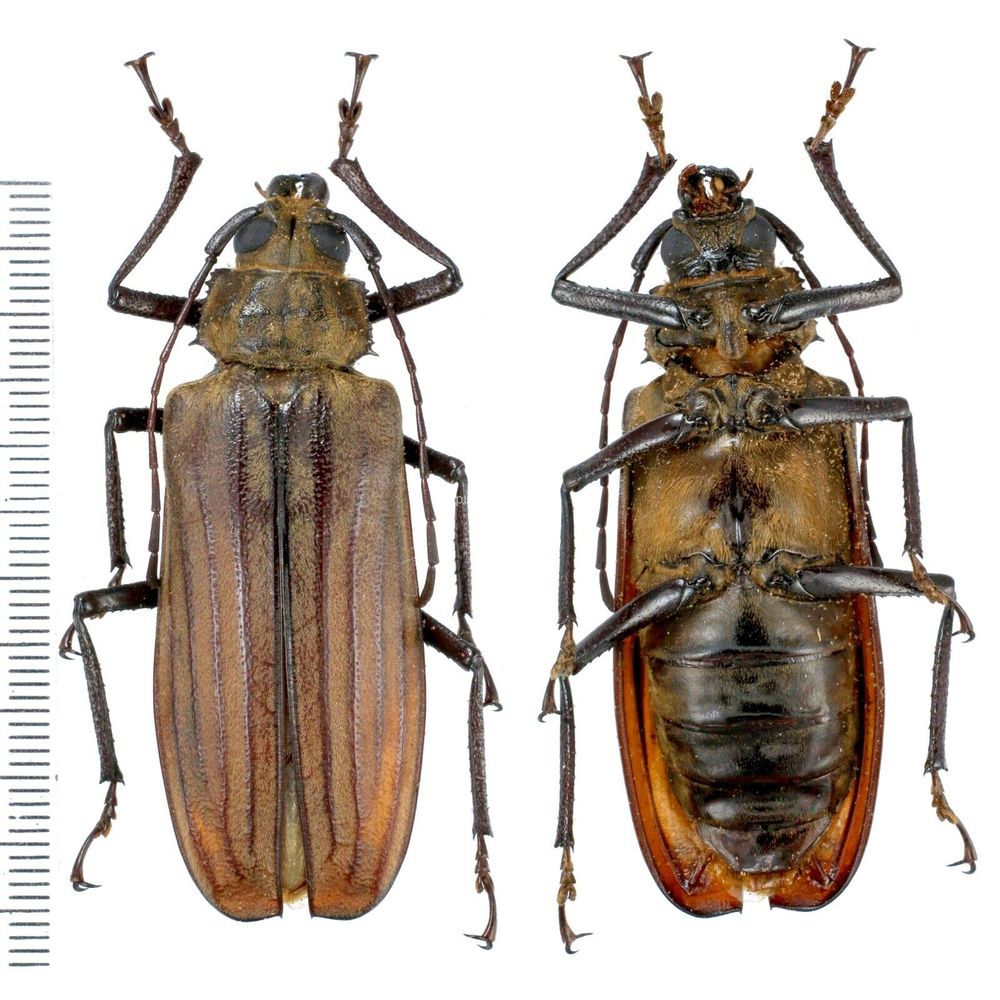 Xixuthrus lameerei - Prioninae 56mm female from Arfak mountain, Papua, Indonesia