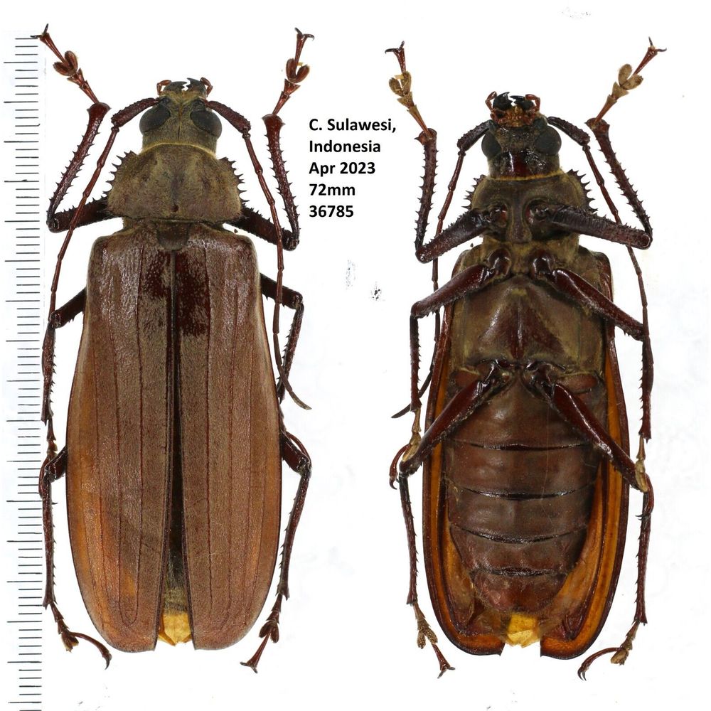 Xixuthrus penrousi - Prioninae 72mm female from Central Sulawesi, Indonesia