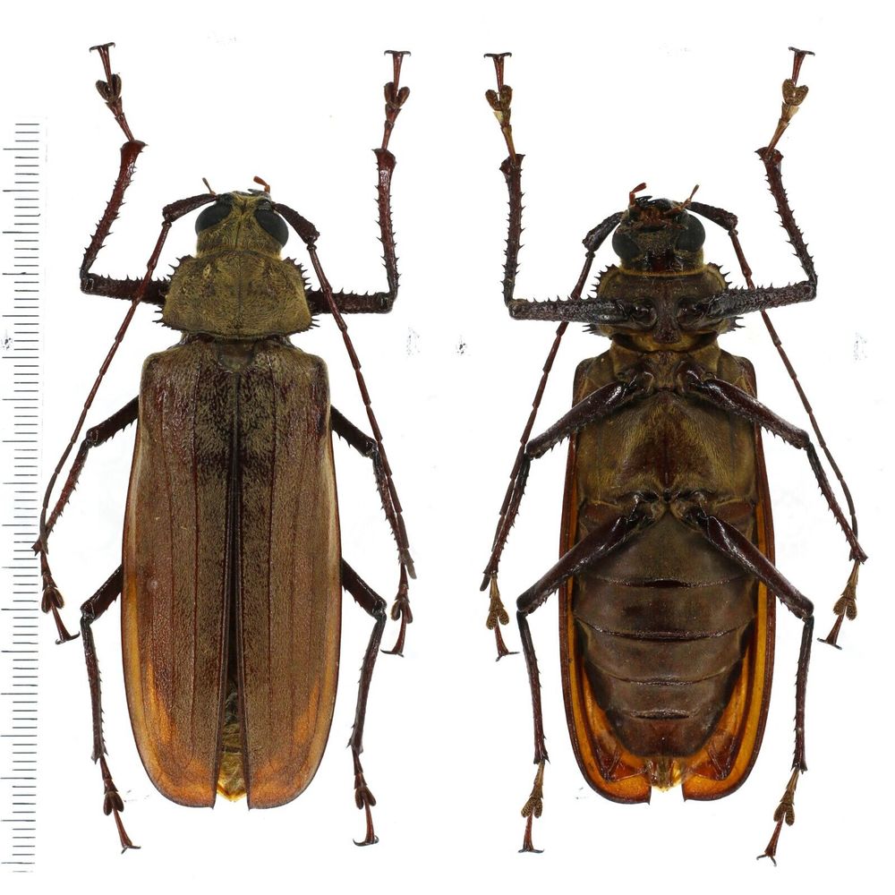 Xixuthrus penrousi - Prioninae 73mm female from Central Sulawesi, Indonesia