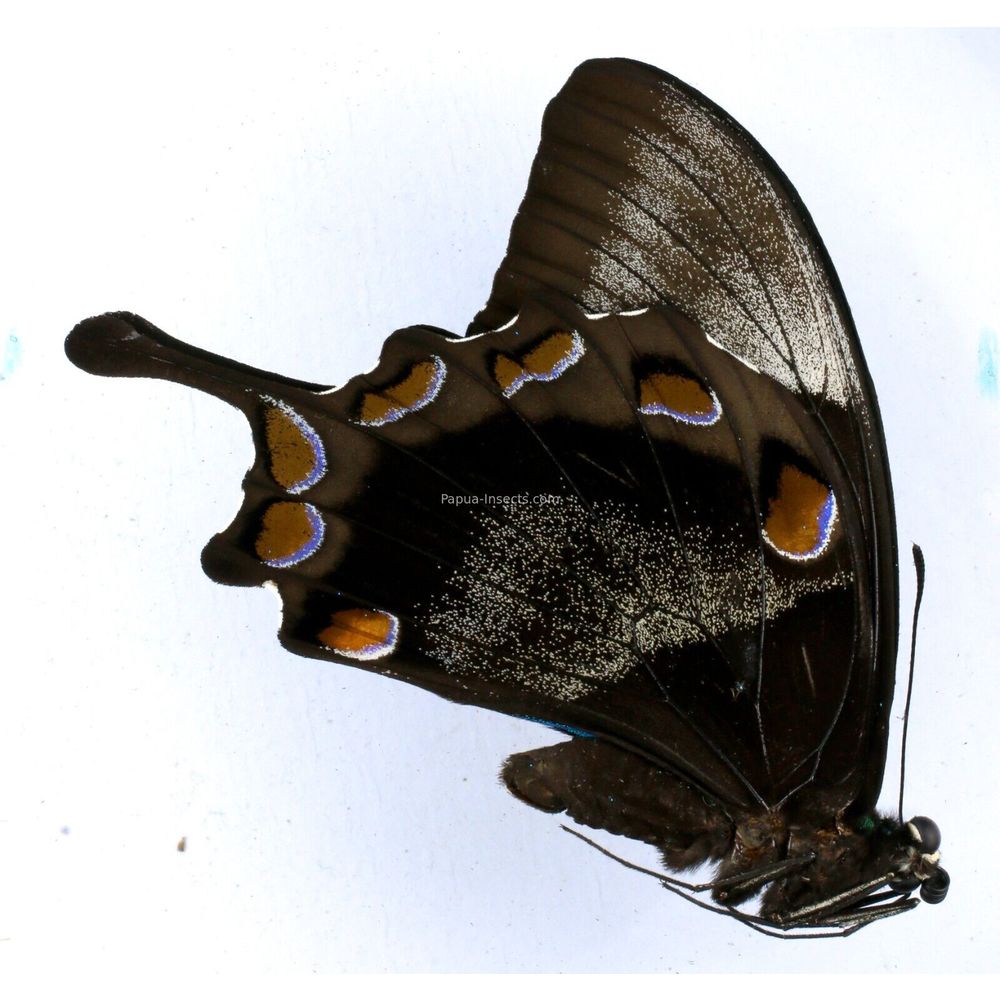 Papilio ulusses ambelauensis - Papilionidae male from Amblau island, Indonesia