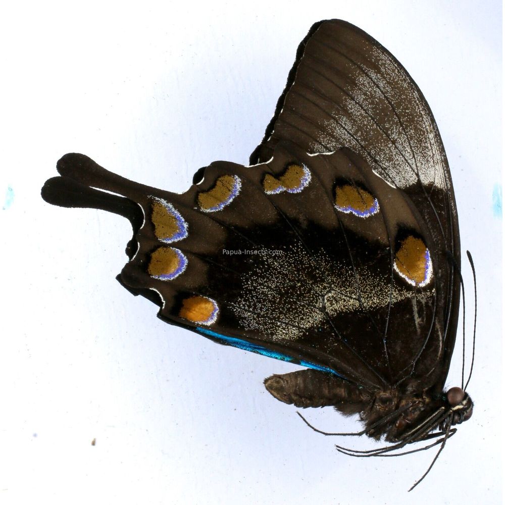 Papilio ulusses ambelauensis - Papilionidae male from Amblau island, Indonesia