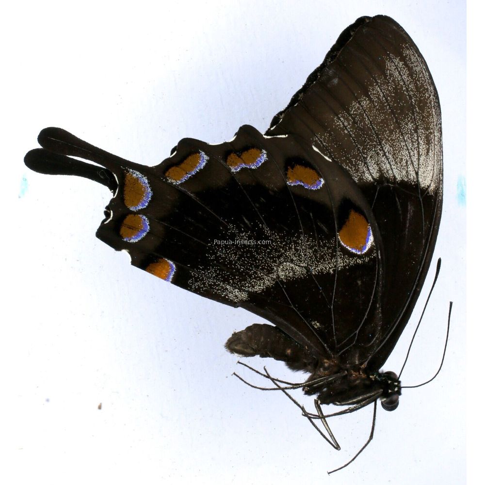 Papilio ulusses ambelauensis - Papilionidae male from Amblau island, Indonesia