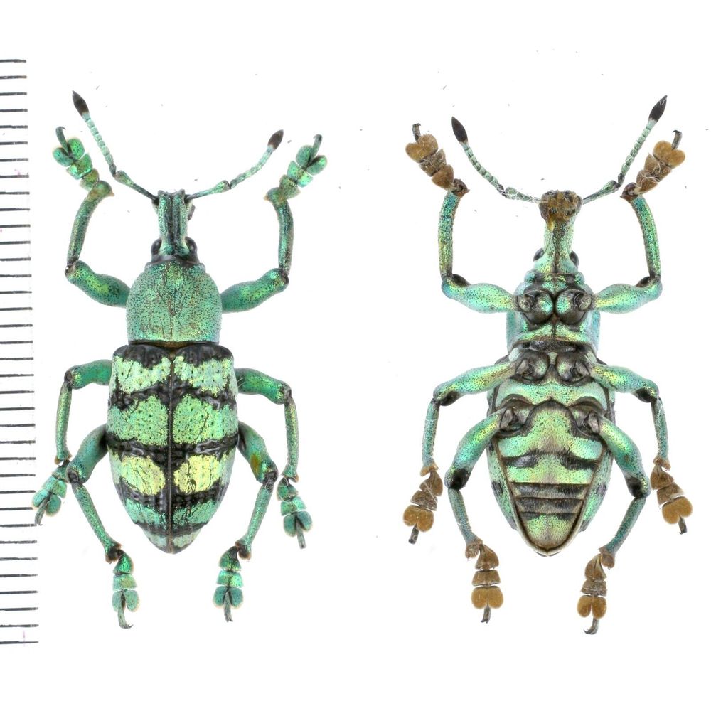 Eupholus porioni male from Muting, Merauke province, West Papua, Indonesia RARE