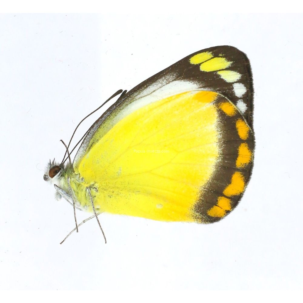 Delias ennia multicolor - Pieridae female from Biak island, Indonesia