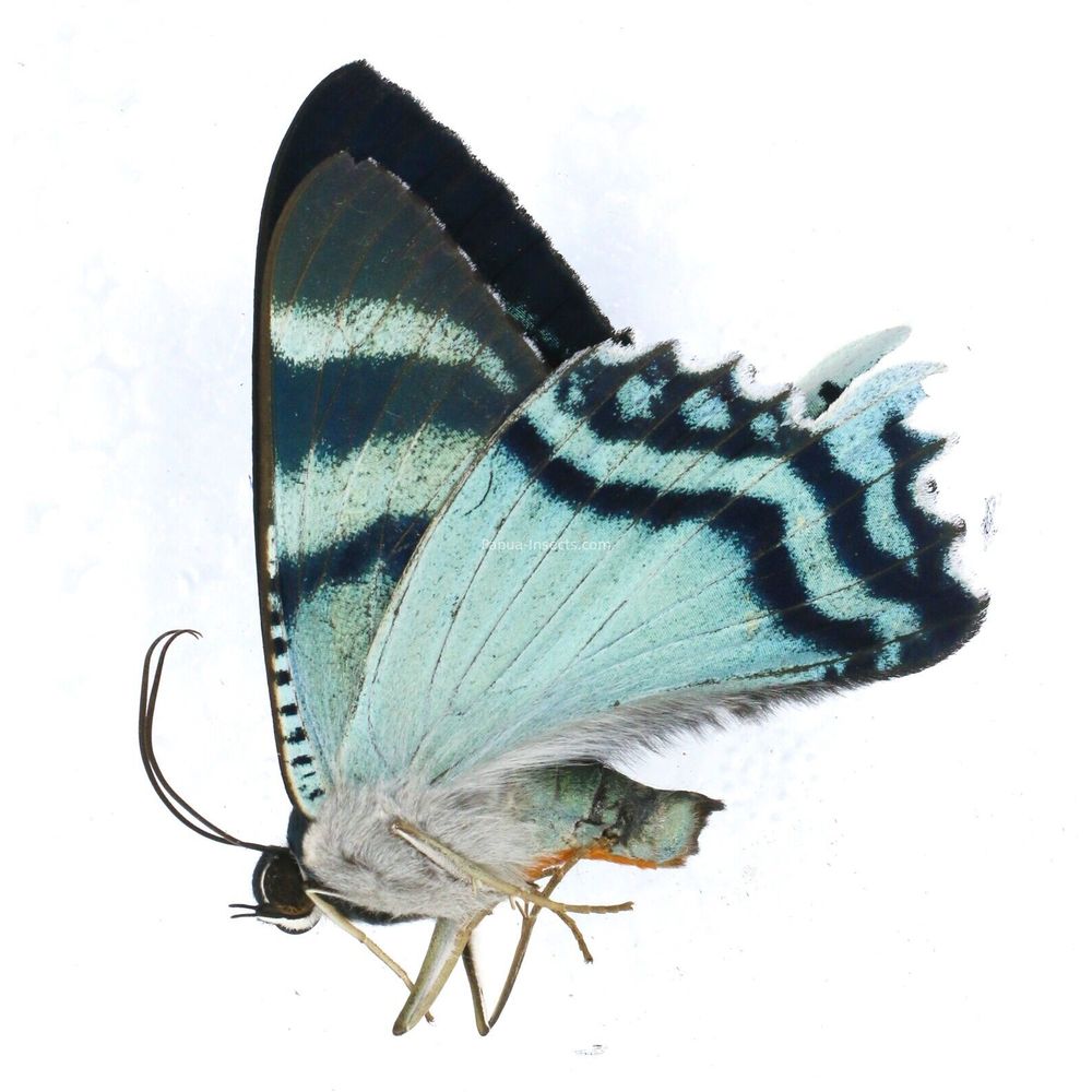 ABERRATION Alcides sp. Uranidae from Yapen island, Indonesia one wing smaller