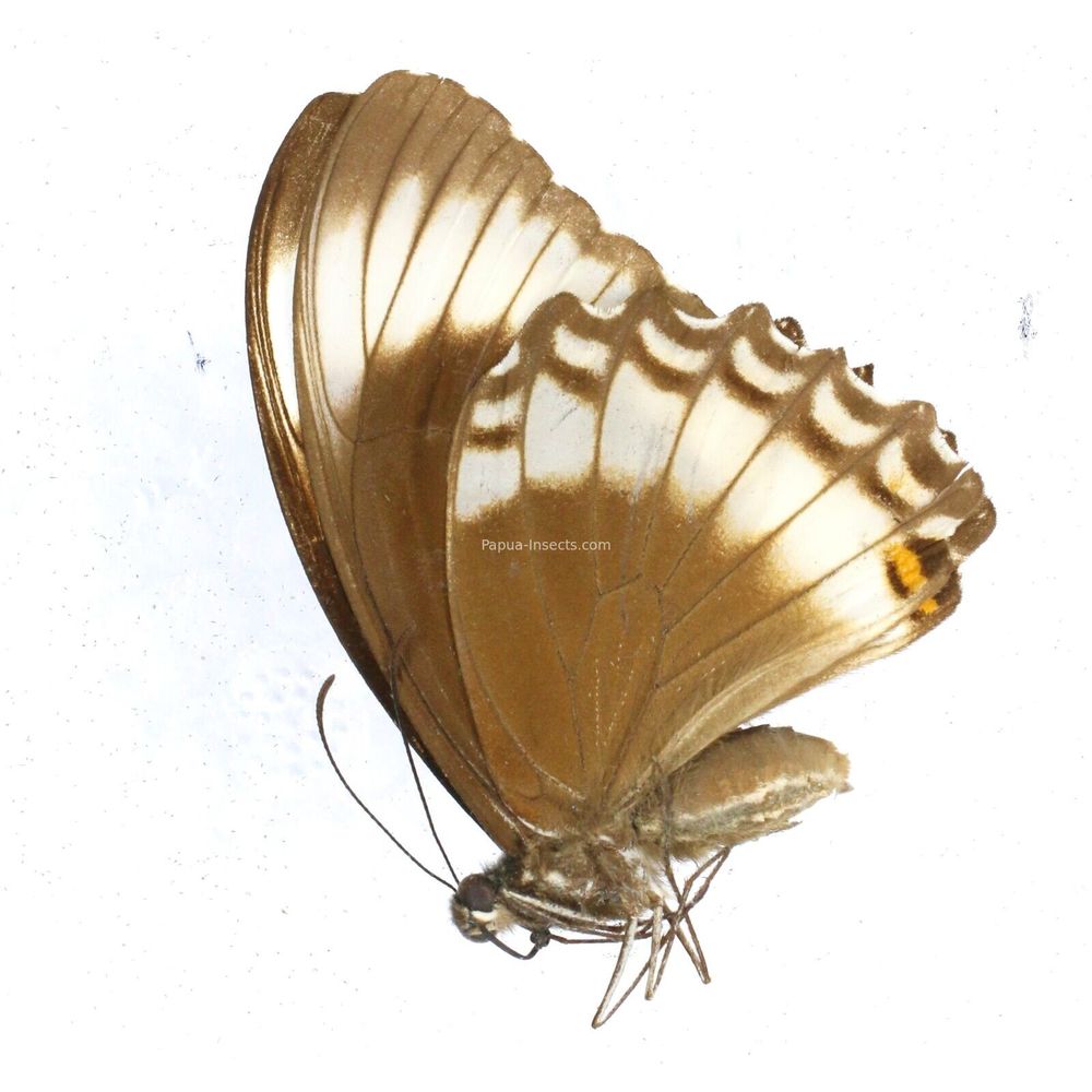 Papilio canopus vollenhovenii - Papilionidae female from Timor island, Indonesia