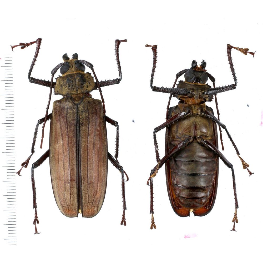 Xixuthrus pinkeri - Prioninae 57mm female from Misool island, Papua, Indonesia