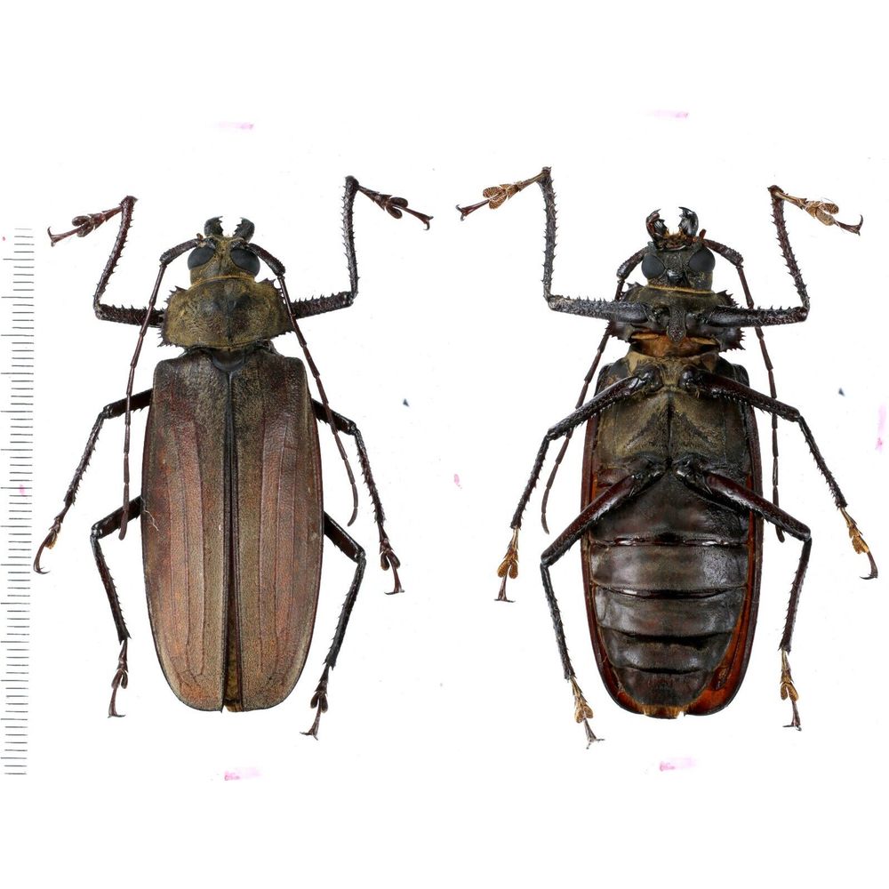 Xixuthrus pinkeri - Prioninae 65mm female from Misool island, Papua, Indonesia