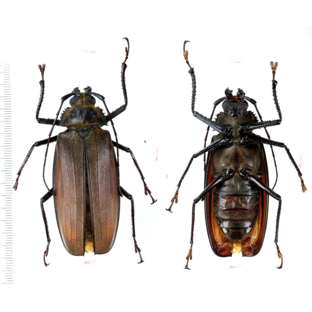 Xixuthrus pinkeri - Prioninae 68mm female from Misool island, Papua, Indonesia