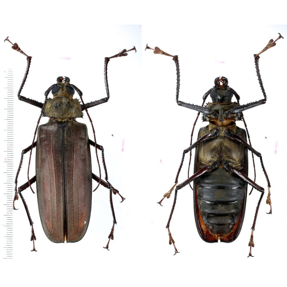 Xixuthrus pinkeri - Prioninae 78mm female from Misool island, Papua, Indonesia