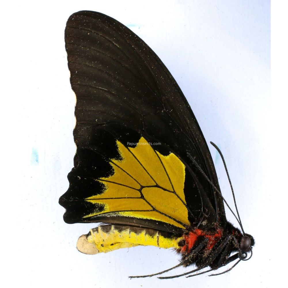 Troidess oblongomaculatus hanno - Papilionidae male from Gorom island, Indonesia