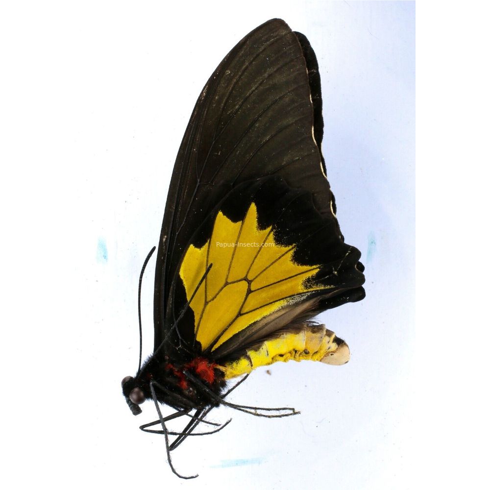 Troidess oblongomaculatus hanno - Papilionidae male from Gorom island, Indonesia