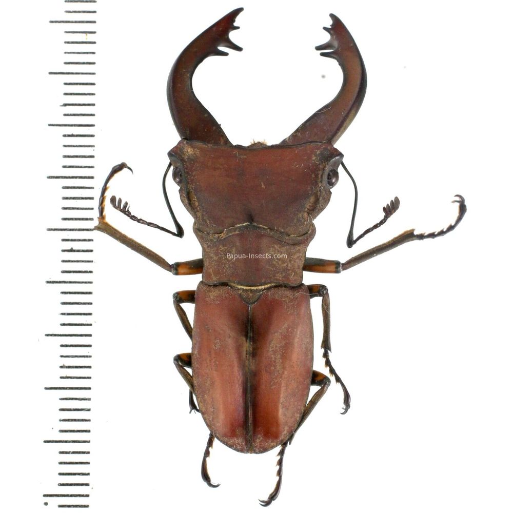 Cyclommatus margaritae - Lucanidae 43mm from Lae province, Papua New Guinea PNG