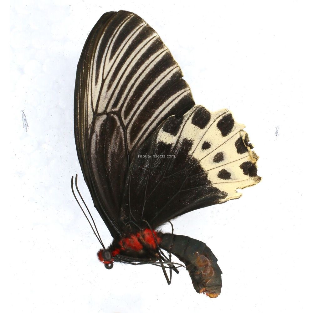 Atrophaneura nox tungensis - Papilionidae female from Central Sumatra, Indonesia