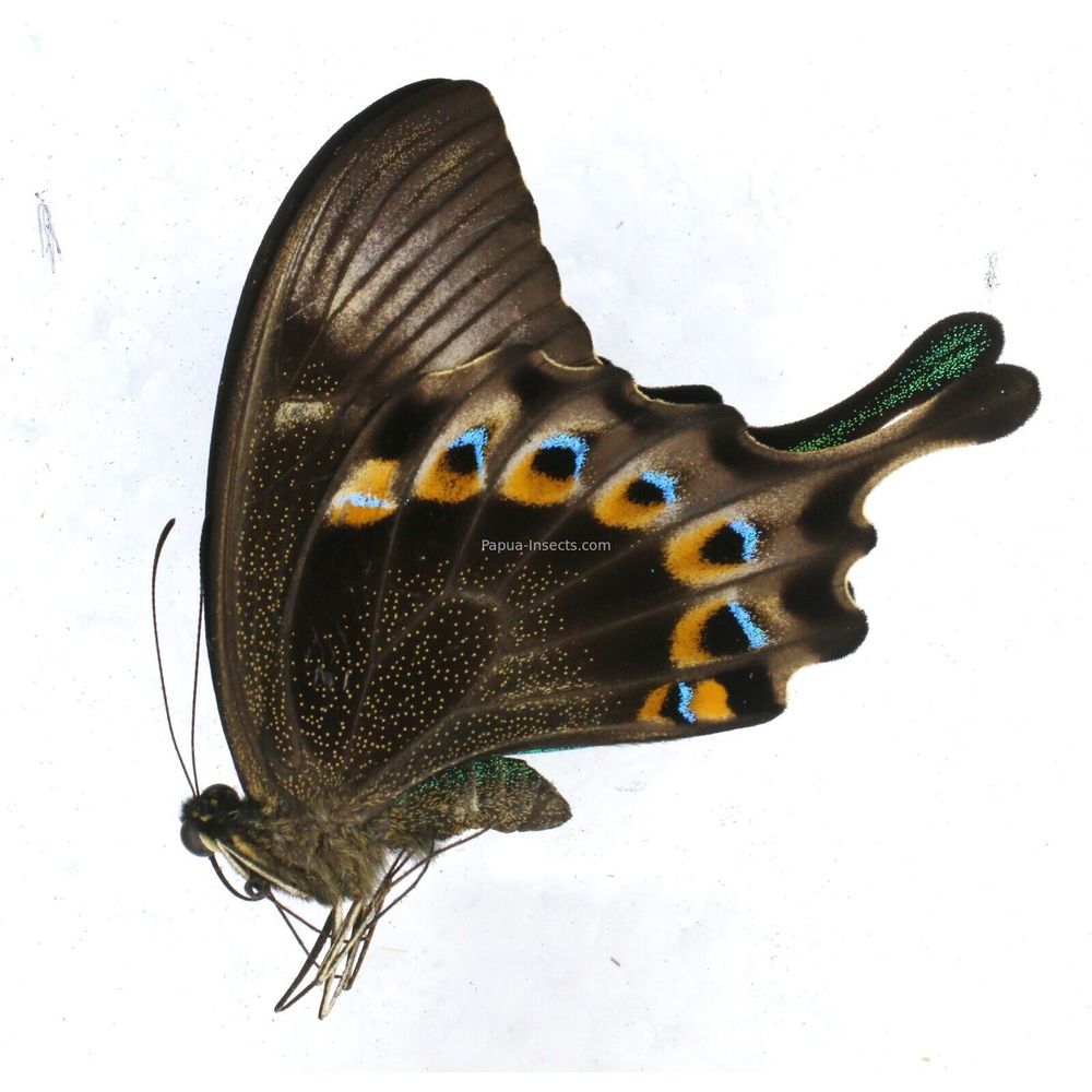 Papilio lorquinianus boanoens - Papilionidae male from Buano island, Indonesia