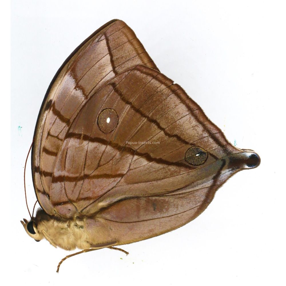 Amathuxidia plateni iamos - Nymphalidae male from Sulawesi, Indonesia