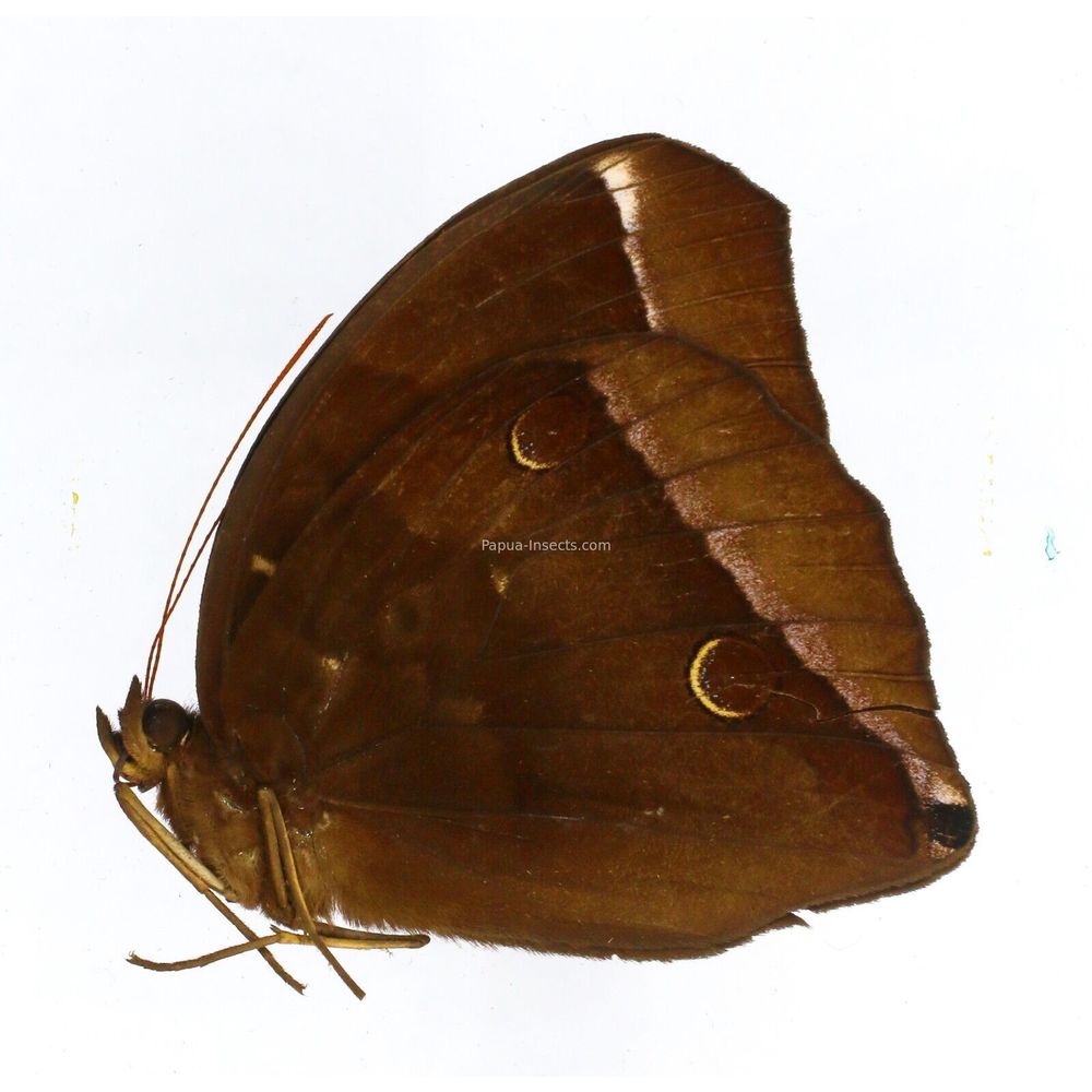 Thaumantis noureddin sultanus - Nymphalidae male Kalimantan, Indonesia