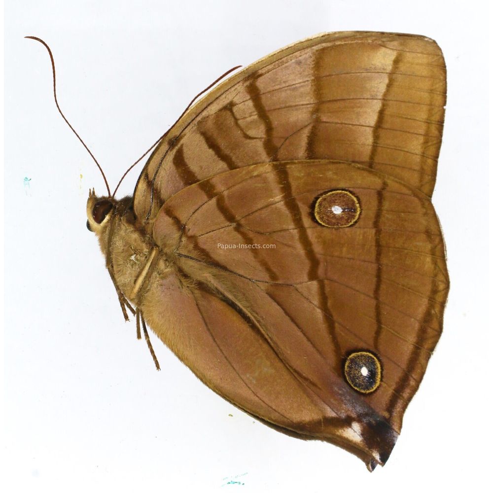 Amathuxidia plateni suprema - Nymphalidae male from Taliabu island, Indonesia