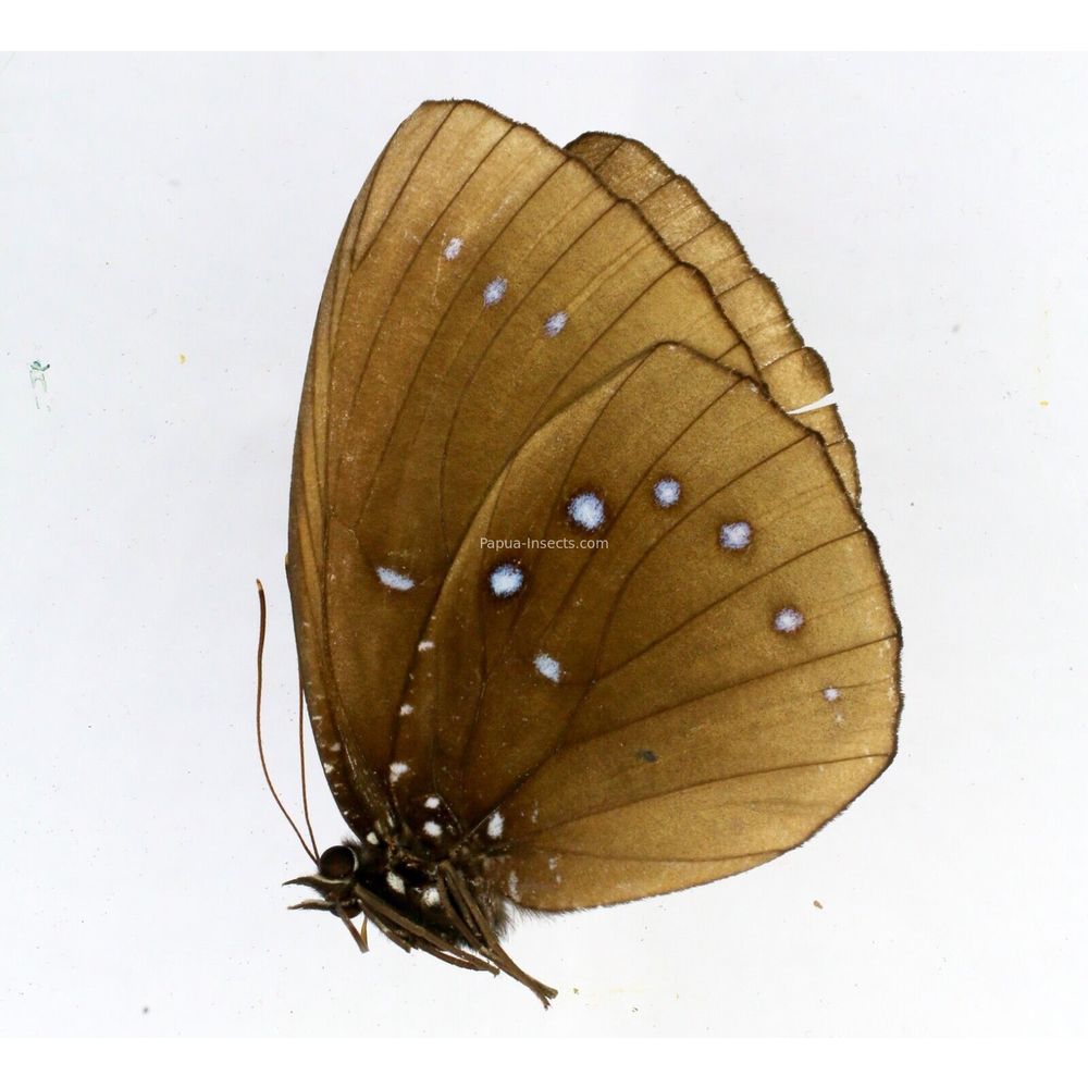 Elymnias umbratilis - Nymphalidae female from Biak island, Indonesia