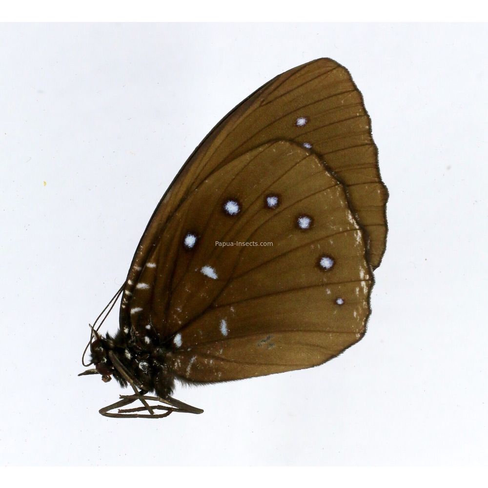 Elymnias umbratilis - Nymphalidae male from Biak island, Indonesia