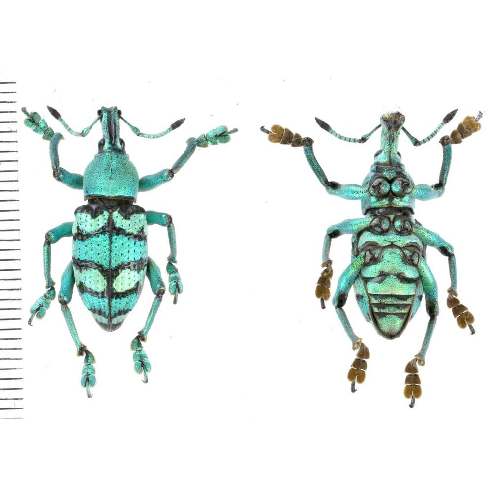 Eupholus porioni male from Muting, Merauke province, West Papua, Indonesia RARE