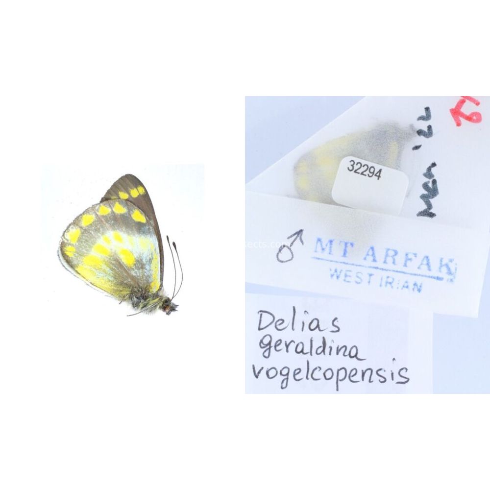 Delias Pieridae from different islads of Indonesia MIX