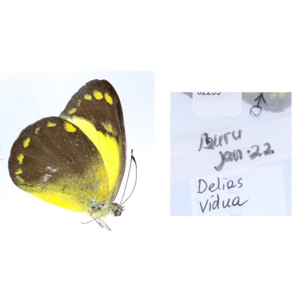 Delias Pieridae from different islads of Indonesia MIX