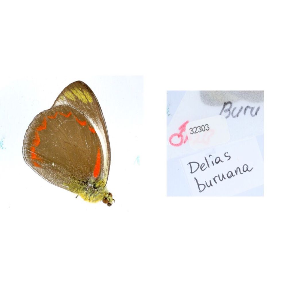 Delias Pieridae from different islads of Indonesia MIX