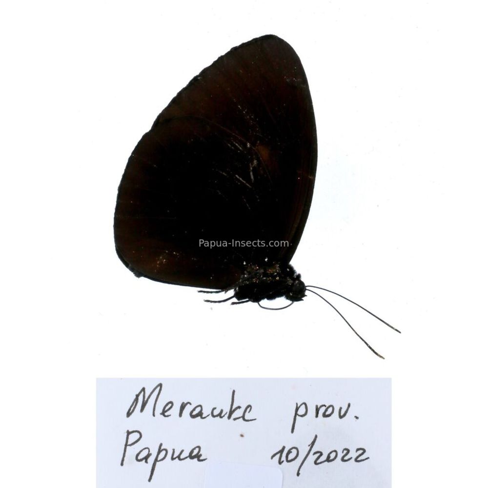 Euploea - Nymphalidae from different islads of Indonesia MIX