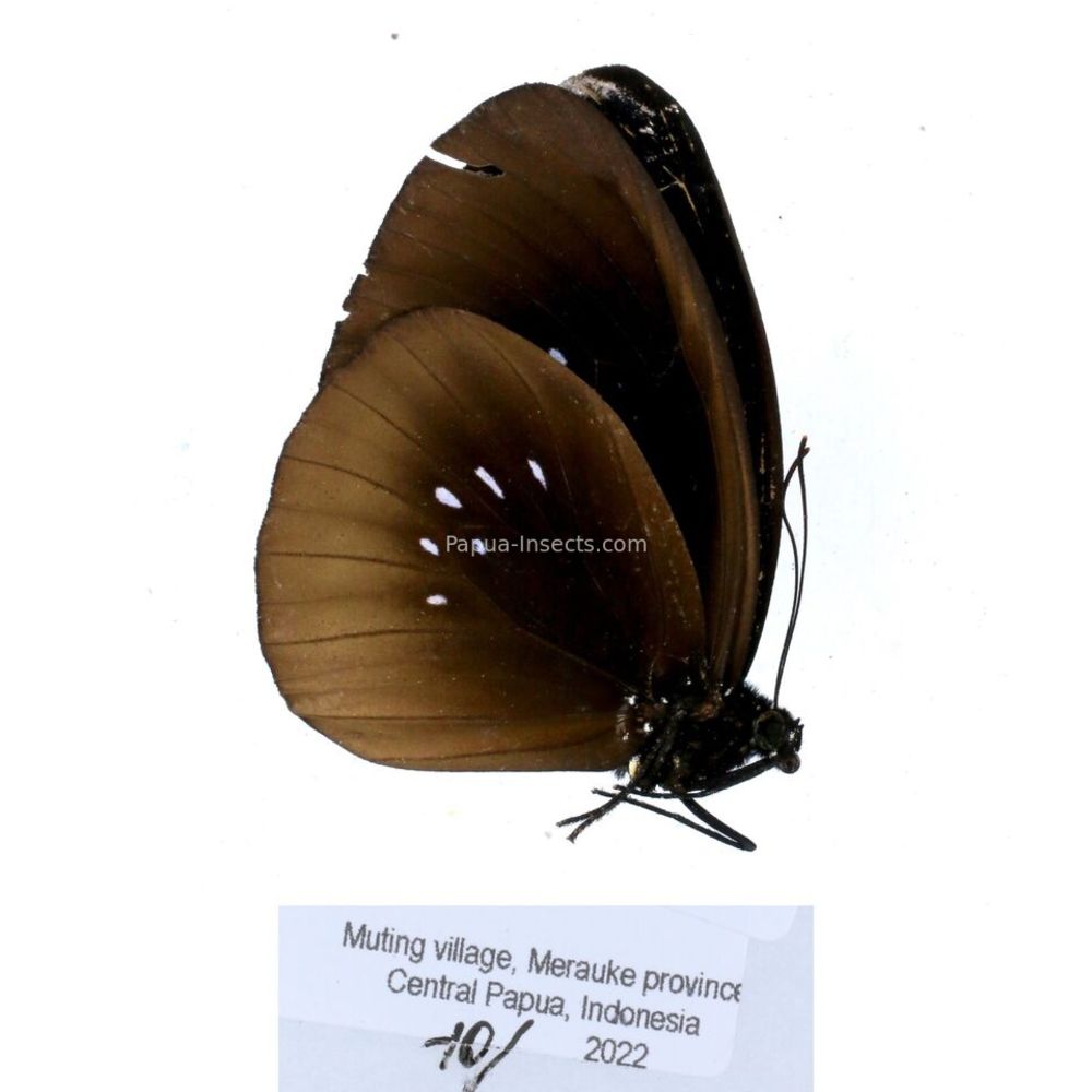 Euploea - Nymphalidae from different islads of Indonesia MIX