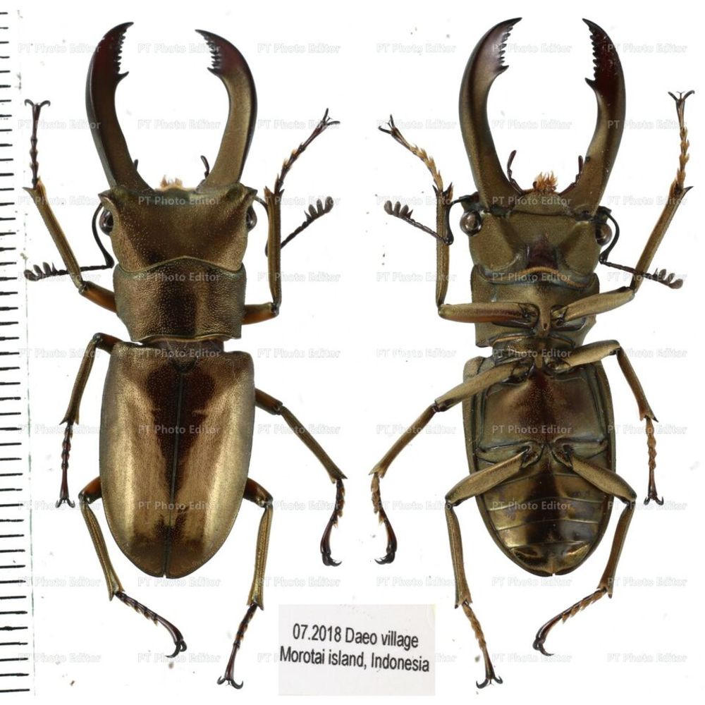 Lucanidae from different islands of Indonesia - Part 1