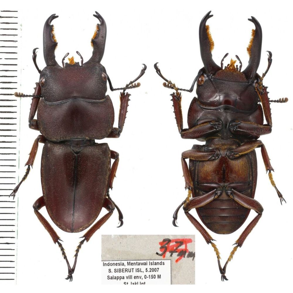 Lucanidae from different islands of Indonesia - Part 1