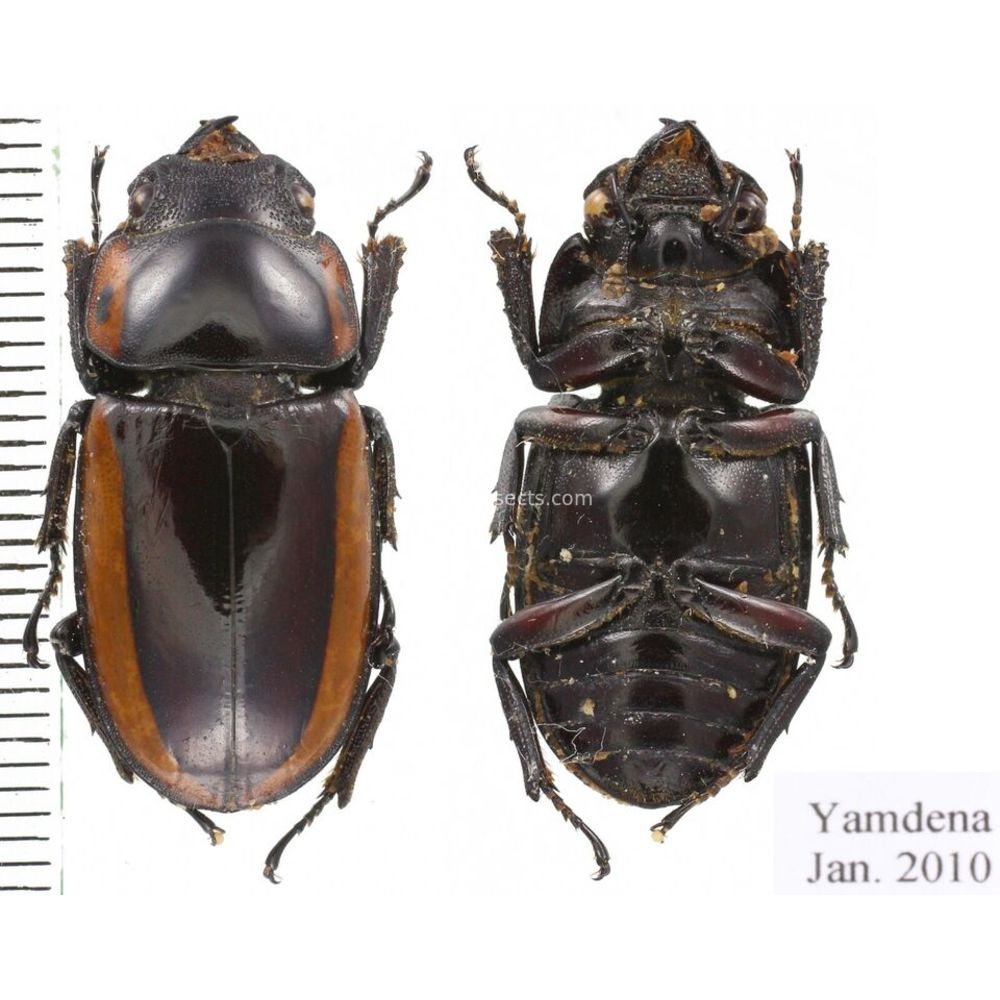 Lucanidae from different islands of Indonesia - Part 1