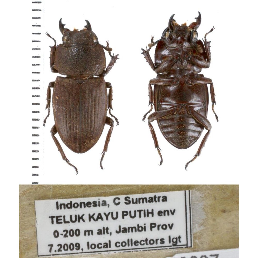 Lucanidae from different islands of Indonesia - Part 1