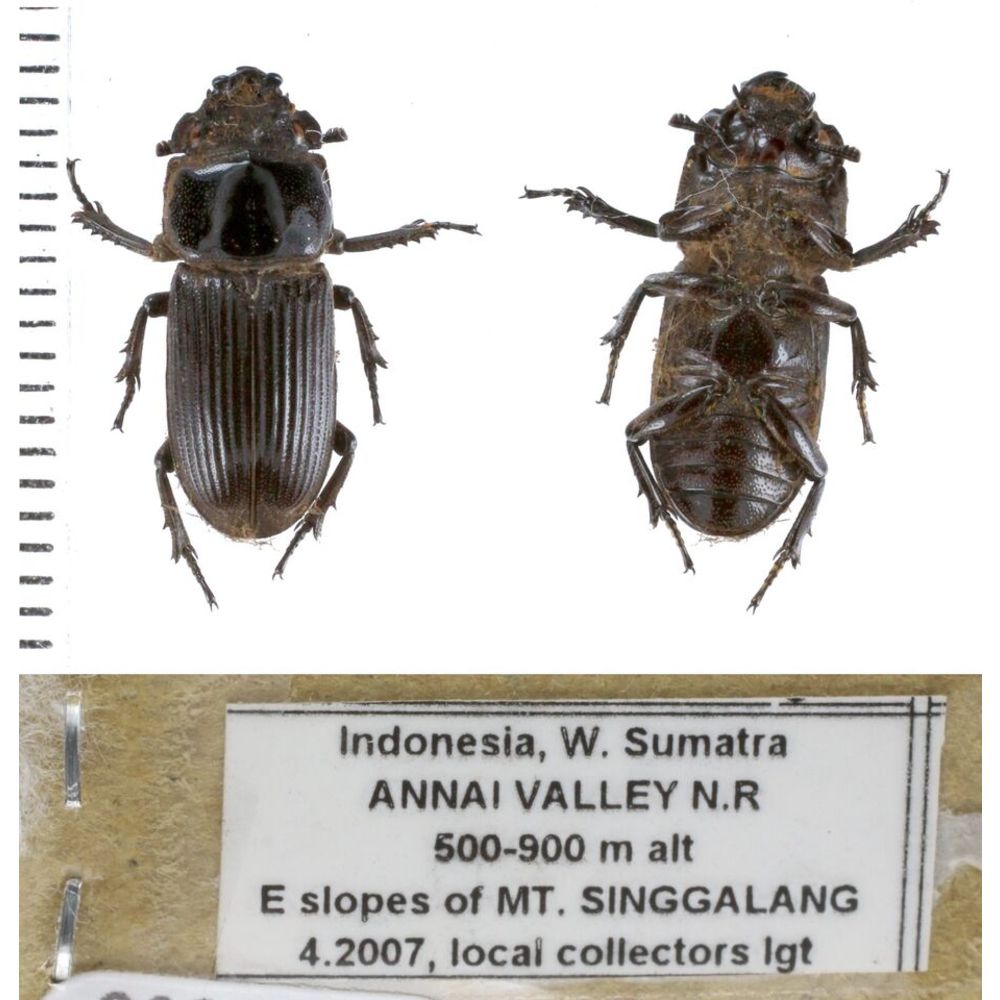 Lucanidae from different islands of Indonesia - Part 1