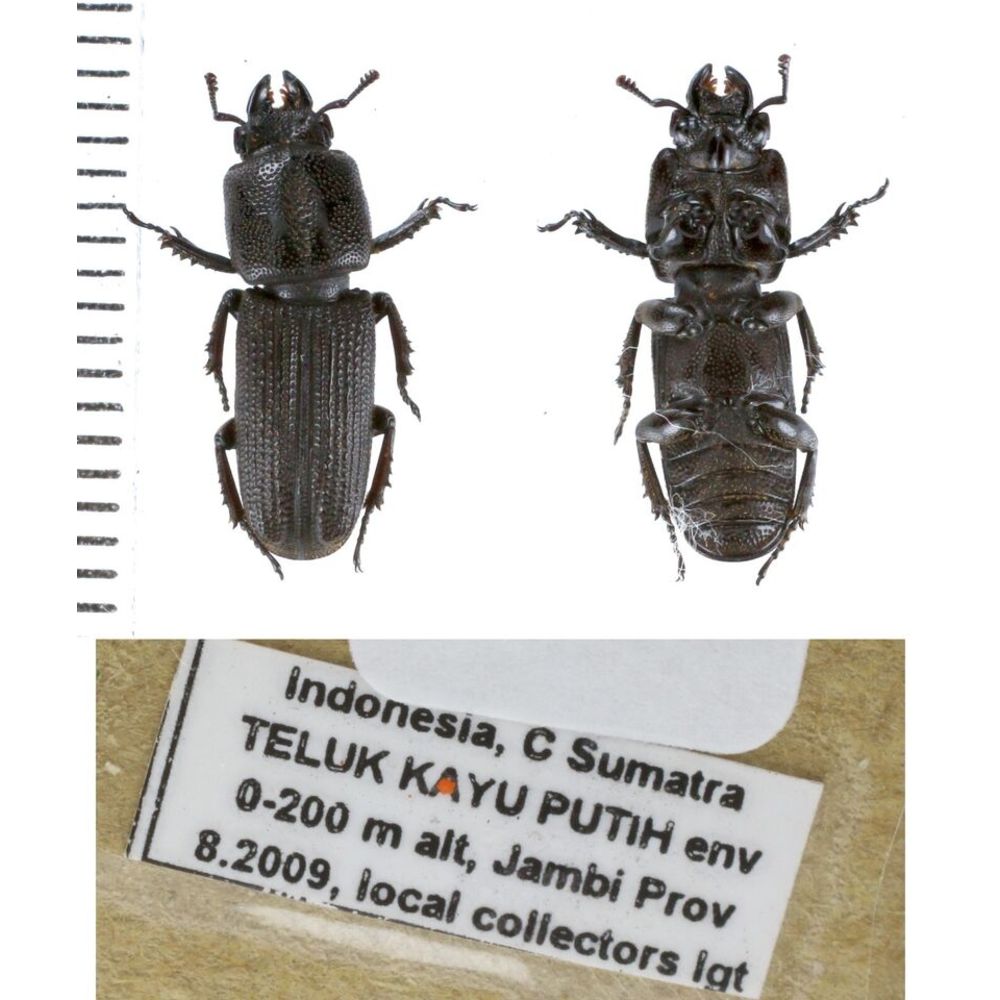 Lucanidae from different islands of Indonesia - Part 1